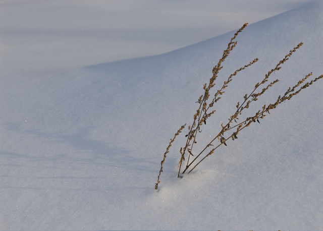 stalks in snowbank